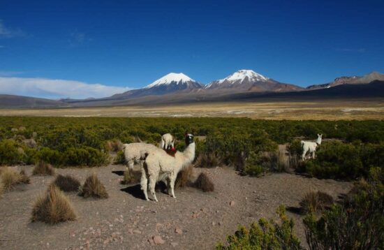 sajama title
